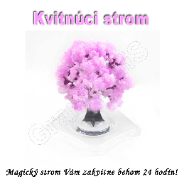 Velký kvitnúci japonský strom SAKURA 135mm